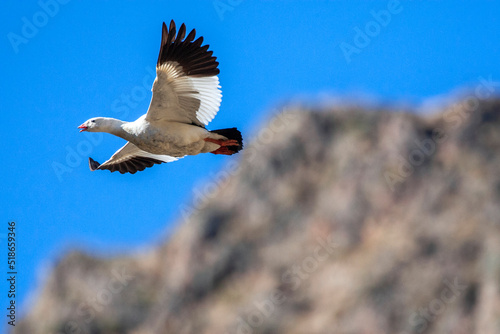 Tableau sur toile Andean Goose, Chloephaga melanoptera