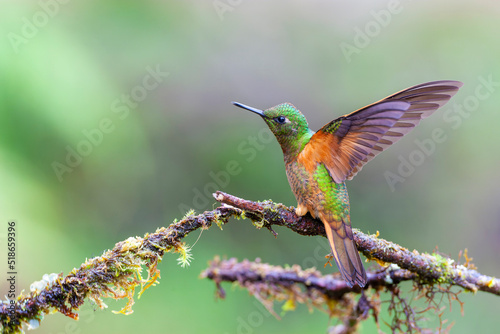 Chestnut-breasted coronet, Boissonneaua matthewsii photo