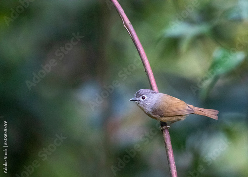 David's Fulvetta, Alcippe davidi schaefferi photo