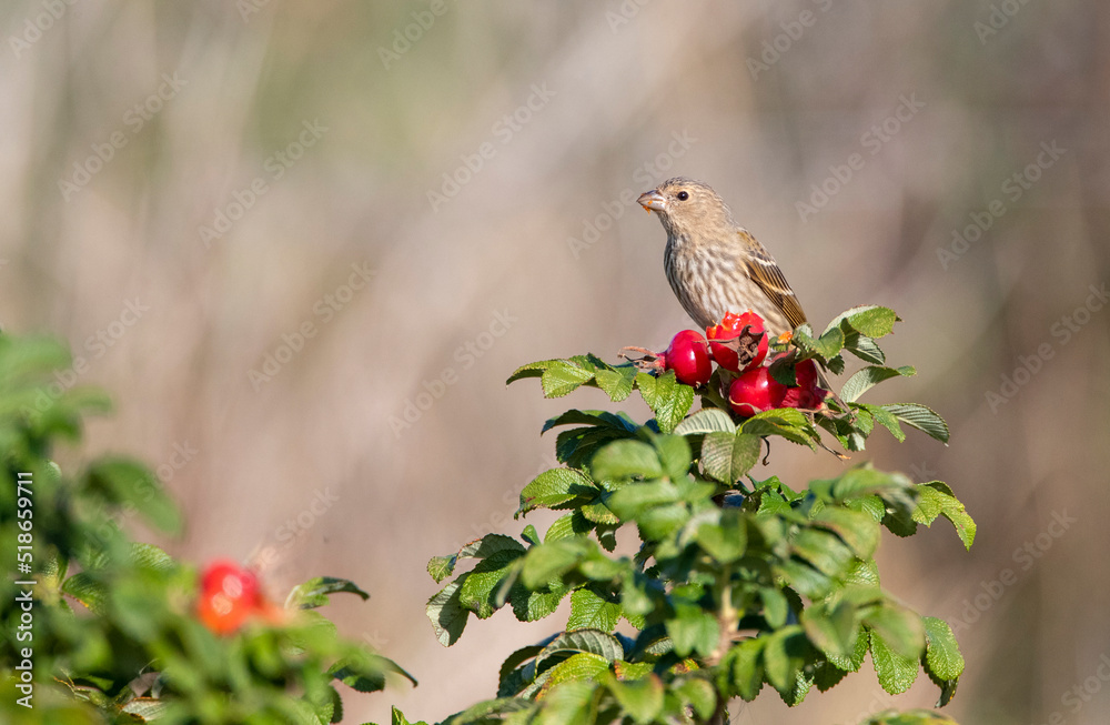 Obraz premium Common Rosefinch, Carpodacus erythrinus