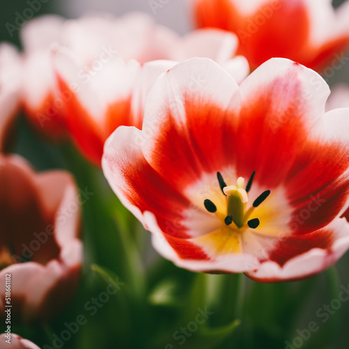 White tipped red tulips open photo