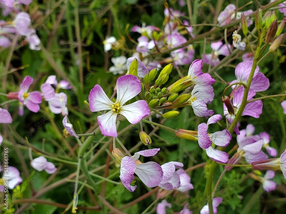 Obraz premium flowers in the garden