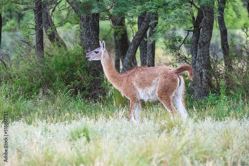 Fototapeta Naklejka Na Ścianę i Meble -  Lama animal, , in pampas grassland environment, La Pampa province, Patagonia,  Argentina