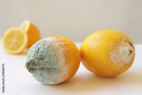 Two moldy lemons in varying degrees of spoilage. Lemon with mold and fresh lemon on a white background. Moldy lemon. Green moldy lemon. Spoiled lemon with mold.