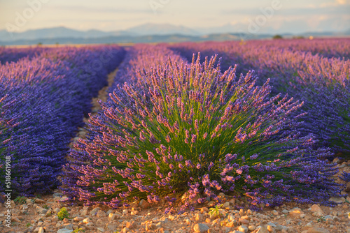 Sunset in the lavender fields