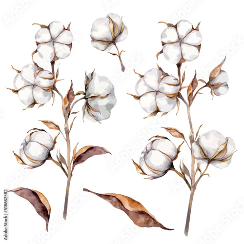 Hand Painted Watercolor cotton flowers, Cotton plant boll set, Cotton Watercolor Illustration