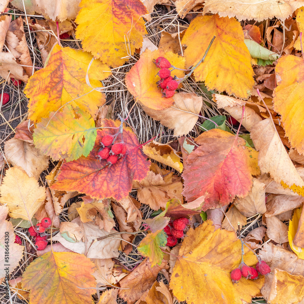 Obraz premium Autumn leaves and berries of hawthorn lie on the ground in the park.Autumn background