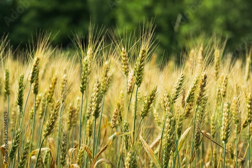 Ripe Durum wheat field photo