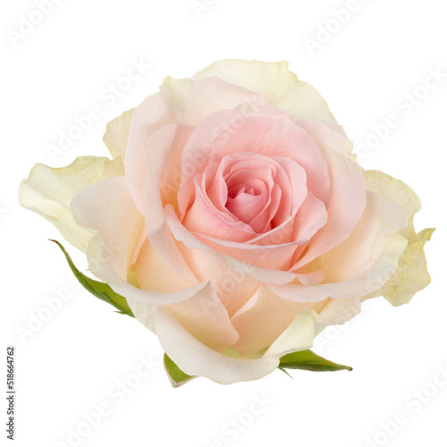 Pink rose isolated over white background closeup. Rose flower head in air  without shadow. Top view  flat lay..