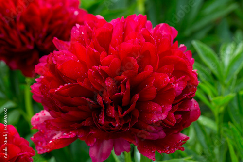 Fototapeta Naklejka Na Ścianę i Meble -  Red Peony albiflora. Paeonia officinalis Command Performance in the garden