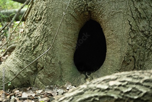 Fotografie Close-up of a hollow on an old tree
