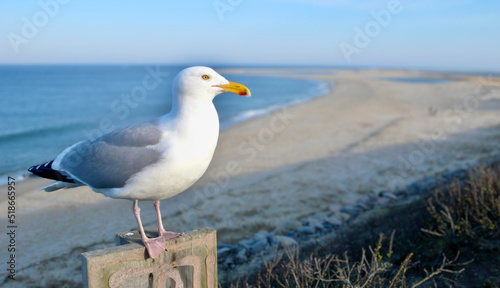 Fotografie, Obraz Herring Seagull at Chatham, Cape Cod Lighthouse Beach