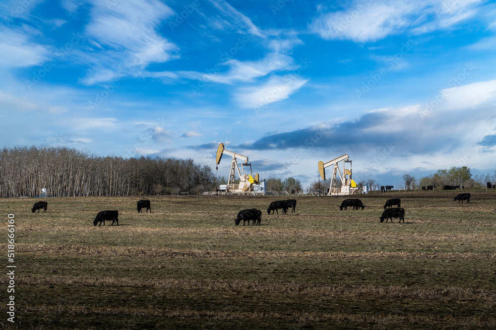 Fototapeta premium A herd of cattle grazing on a tilled field with a pair of oil and gas pump jacks working on a rural property in Rocky View County Alberta Canada.