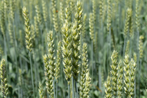 green wheat plant head in close up in field