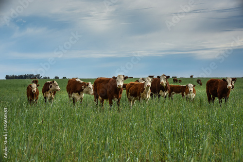 Cattle raising  with natural pastures in Pampas countryside, La Pampa Province,Patagonia, Argentina. © foto4440