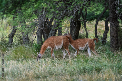 Lama animal, , in pampas grassland environment, La Pampa province, Patagonia, Argentina