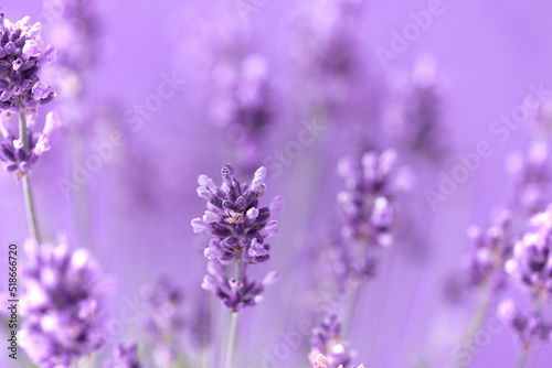 Lavender flowers in the summer, Floral field background,