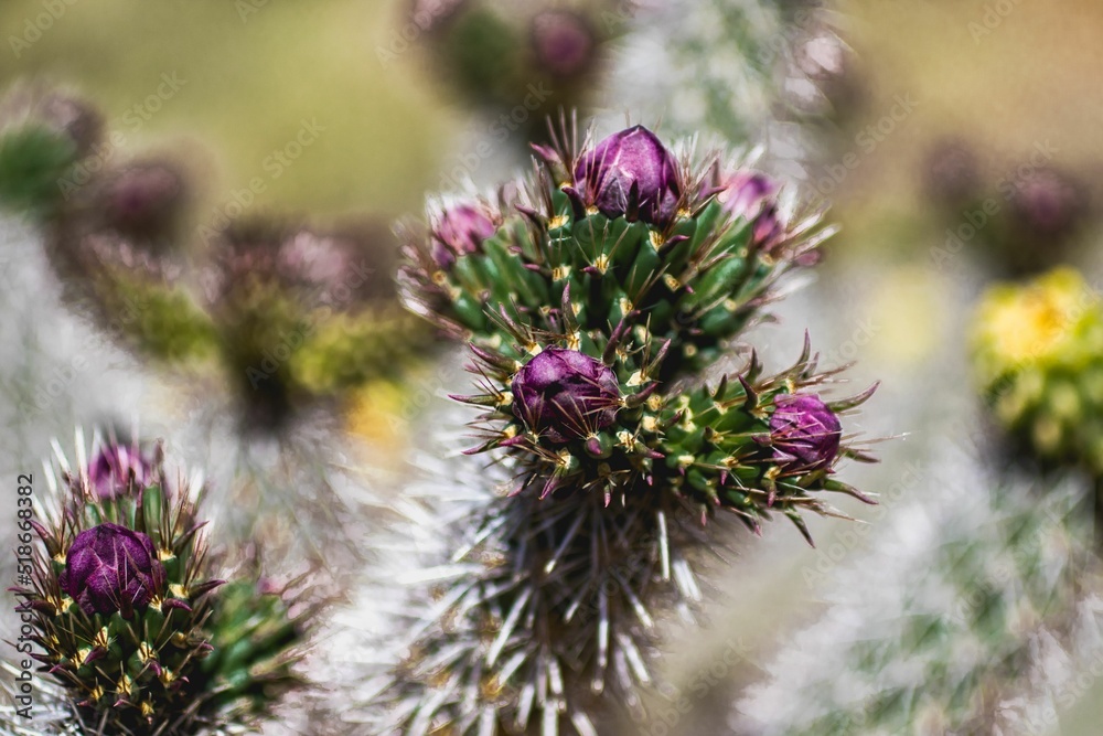 Obraz premium Cacti Blooms in New Mexico