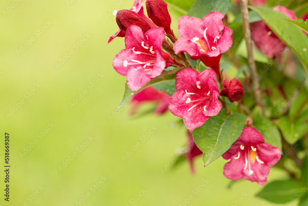 Fototapeta premium Beautiful red flowers Weigela florida. Blooming garden. Floral background, close up of the flower head.