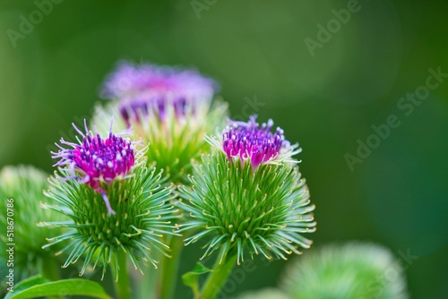 Fotografie, Tablou closeup on a flowering greater burdock