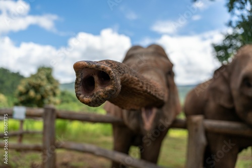 Photography Closeup shot of a trunk of a beautiful elephant