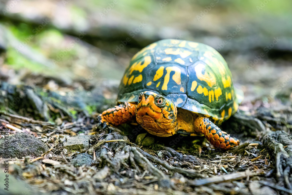 Eastern box turtle close up portrait in the woods Eastern box turtle close up portrait in the woods