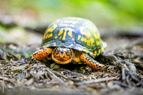Eastern box turtle close up portrait in the woods