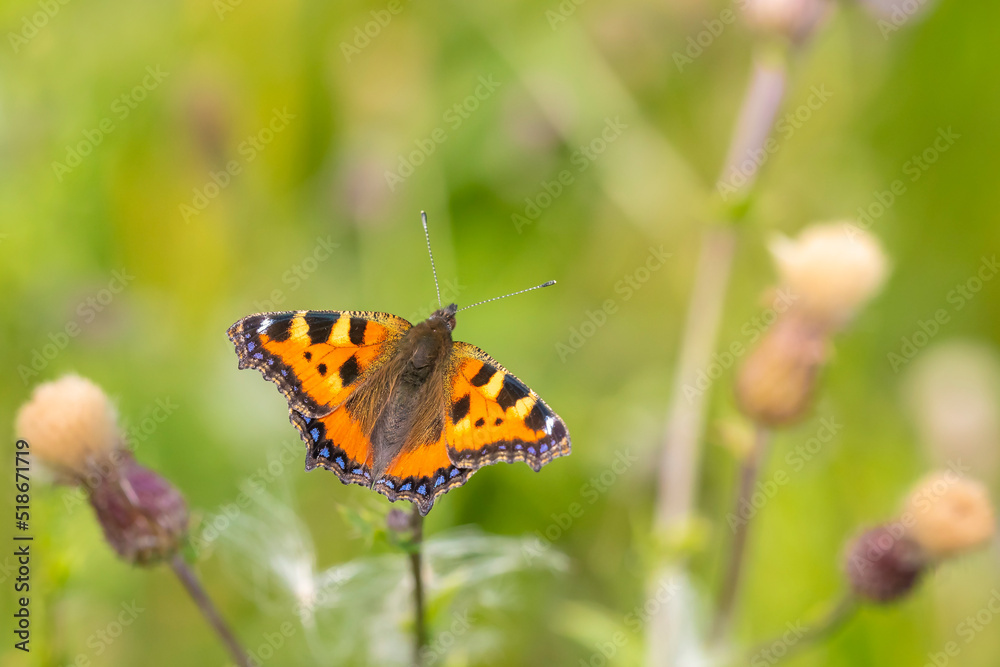 Aglais urticae small tortoiseshell butterfly isolated by nature Aglais urticae small tortoiseshell butterfly isolated by nature