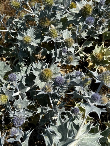 Colorful closeup on the spiky leaf with blue flowers of the Coast ernygo thistle, Eryngium maritimum photo