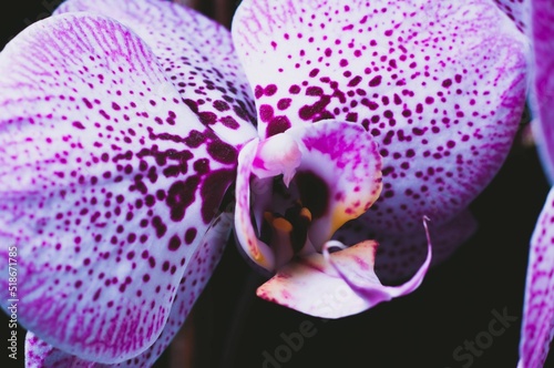 Macro photography of an orchid flower photo