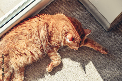 Cute ginger cat sleeping  on the floor