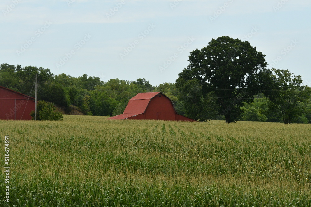 Red Barn by a Corn Field Red Barn by a Corn Field