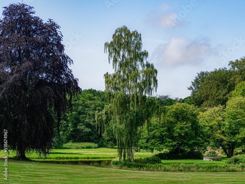 Silver birch tree (Betula pendula) in the green meadow photo