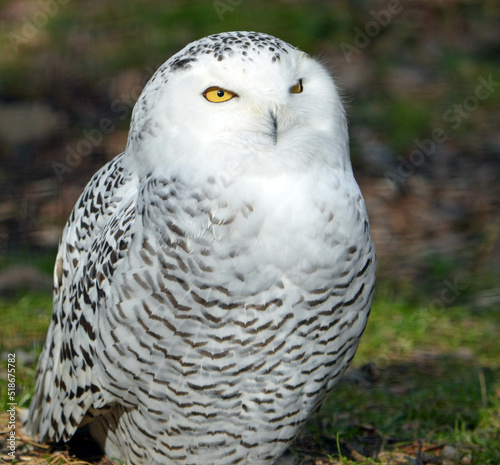 Snowy owl portrait