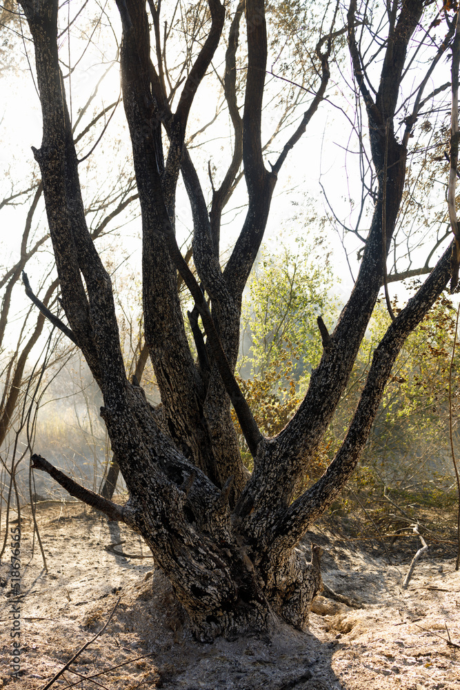 Remains of a burned out tree after a wildfire. Remains of a burned out tree after a wildfire.