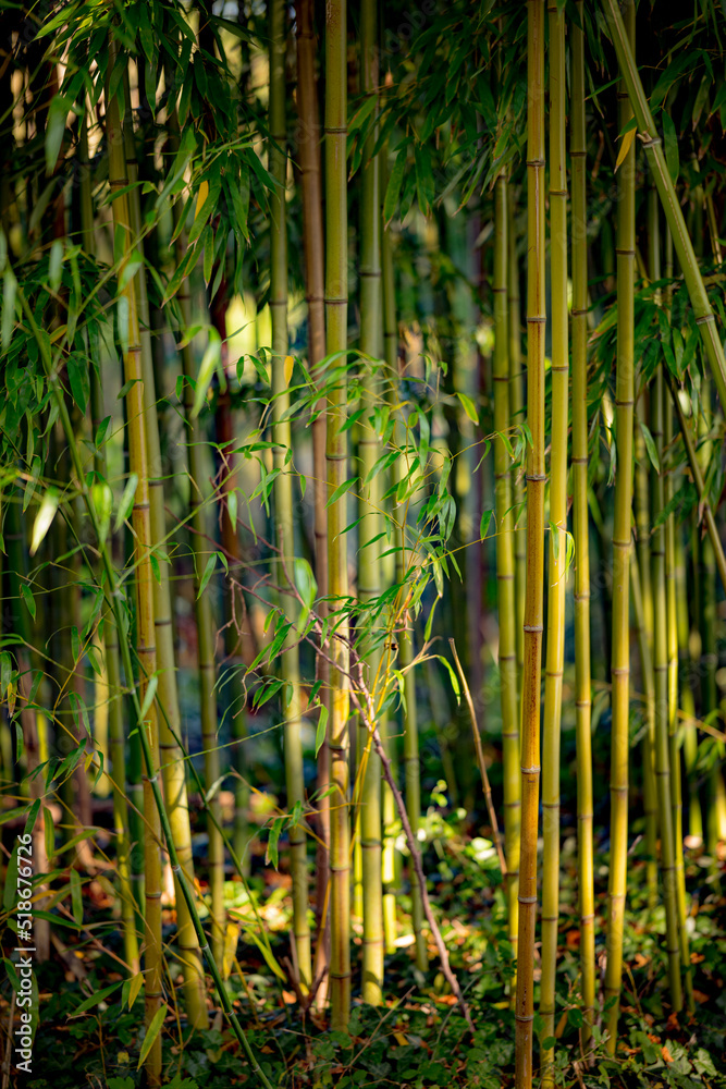 Obraz premium calme & tranquilité dans les jardins de Monnet