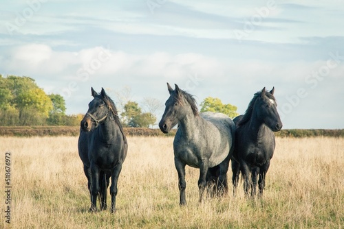Adorable black Percheron horses wandering in the grasslanf photo