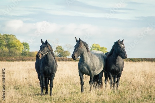 Fotografía Adorable black Percheron horses wandering in the grasslanf