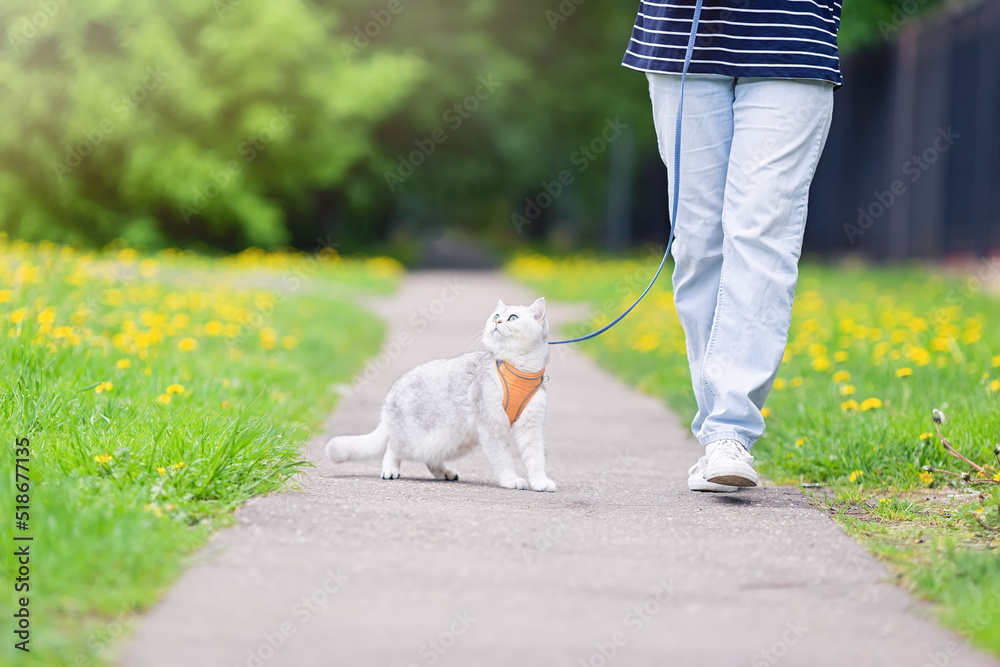 Fototapeta premium A people in blue jeans walking an cute white British cat , in the spring, in the park