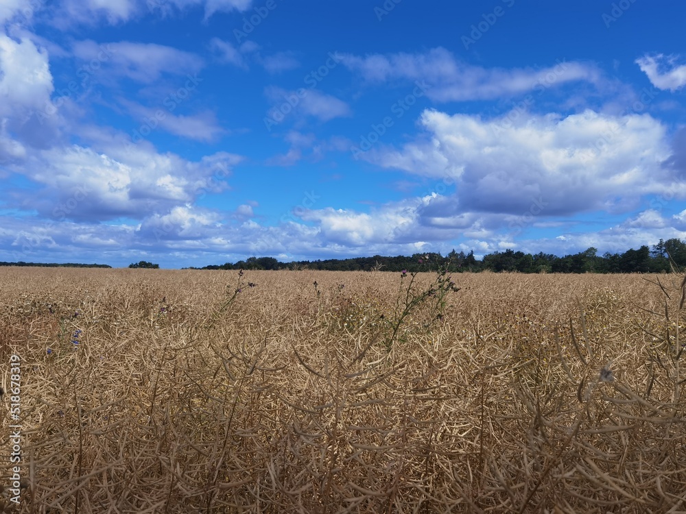 field of wheat