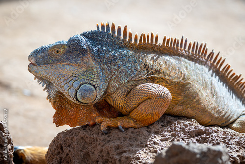 Leguan gesehen im Monkey Park auf Teneriffa