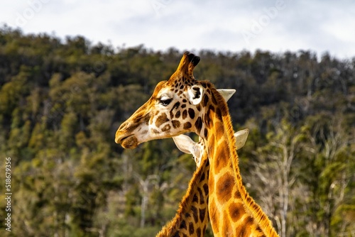 Canvas Print Adorable Northern giraffes in the zoo with green trees in the background