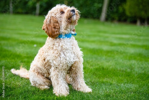 Cute white cockapoo dog also called spoodle (cocker spaniel and poodle mix) on the grass photo