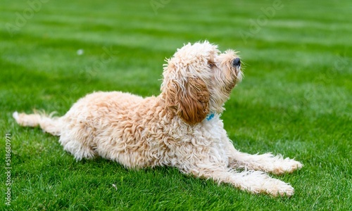 Cute white cockapoo dog also called spoodle (cocker spaniel and poodle mix) on the grass photo