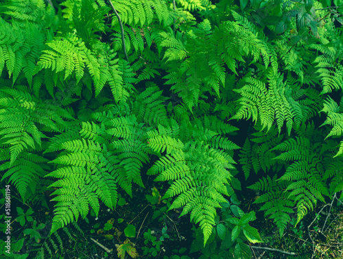 Beautiful fern leaf texture in nature. Natural ferns background Fern leaves. Fern plants in forest Background of the ferns Nature concept. Green ferns nature. Natural floral fern