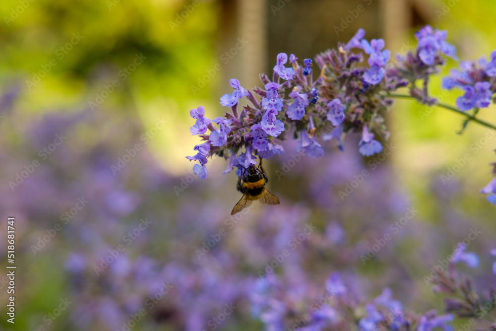 bees and bumble bee working around honey house surrounded by flowers in town centre