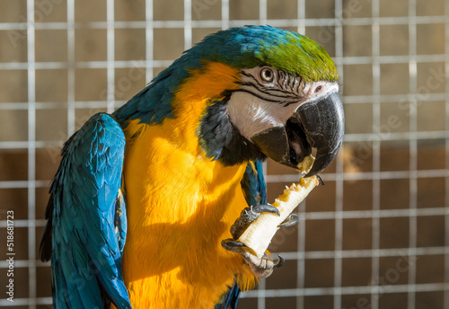beautiful portrait blue and yellow macaw ara.parrot looks eats treat