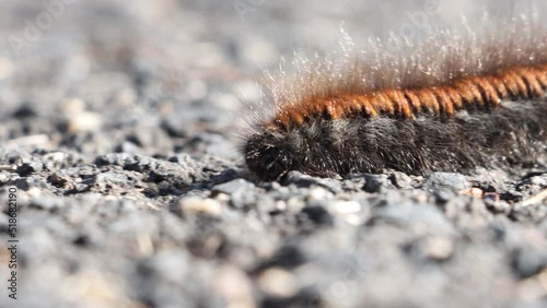The caterpillar of the the fox moth - Macrothylacia rubi, crawls on the road photo