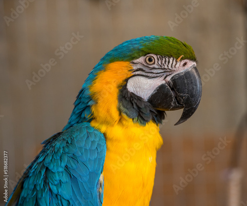 beautiful portrait blue and yellow macaw ara.parrot looks eats treat © serhii