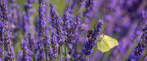 lavender flowers and butterfly and bee photo